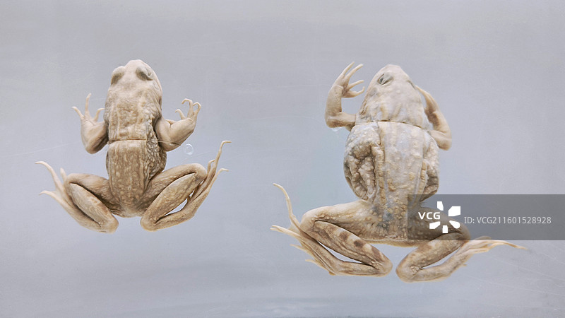 北京国家动物博物馆虎象穿山甲豹狐狸狼猴熊猫猞猁貉鹿雁雉蟒蛇娃鲵猴牛标本展示陈列图片素材