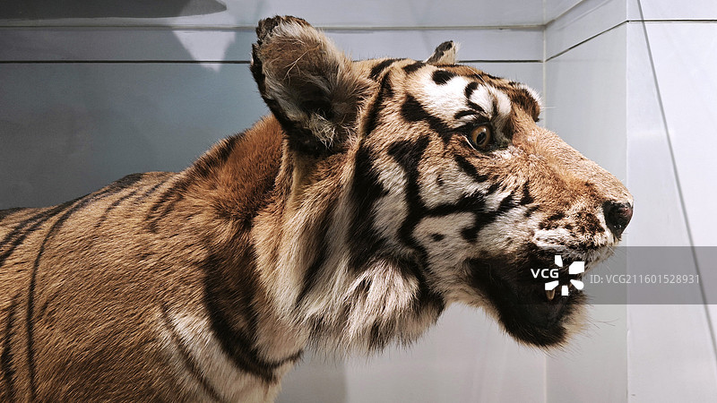 北京国家动物博物馆虎象穿山甲豹狐狸狼猴熊猫猞猁貉鹿雁雉蟒蛇娃鲵猴牛标本展示陈列图片素材