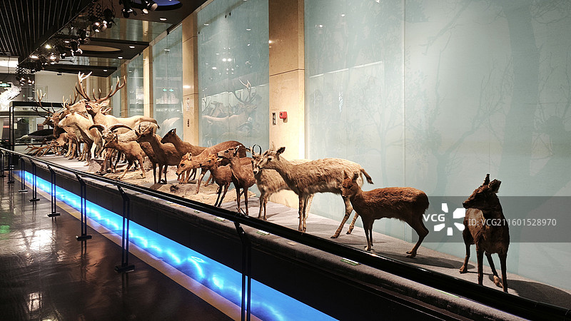 北京国家动物博物馆虎象穿山甲豹狐狸狼猴熊猫猞猁貉鹿雁雉蟒蛇娃鲵猴牛标本展示陈列图片素材
