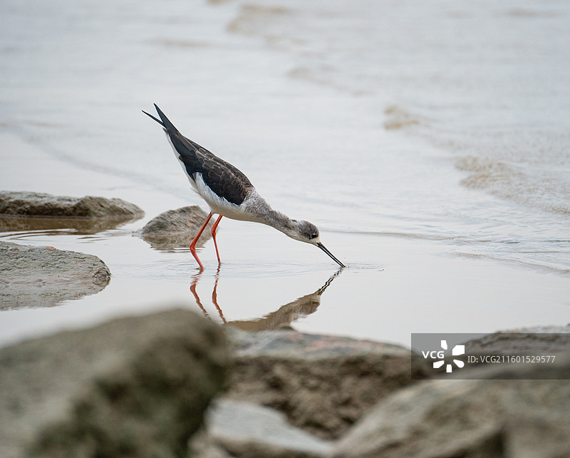 在深圳湾公园海边滩涂中觅食的黑翅长脚鹬图片素材