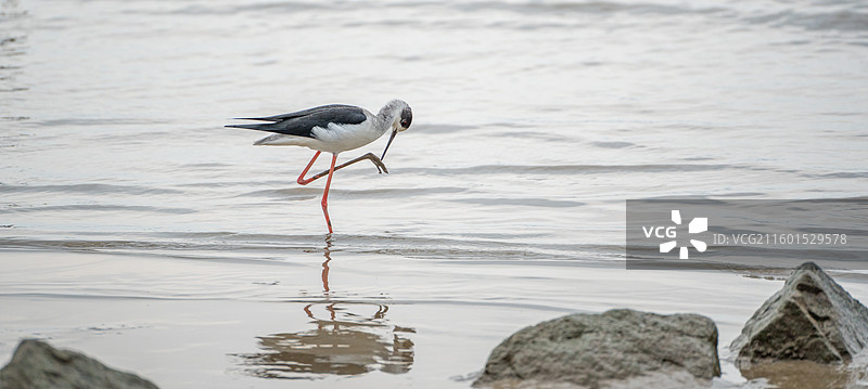 在深圳湾公园海边滩涂中觅食的黑翅长脚鹬图片素材