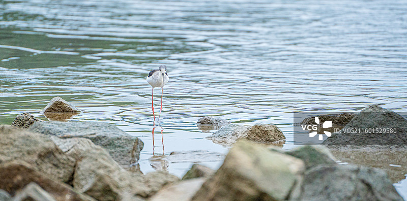在深圳湾公园海边滩涂中觅食的黑翅长脚鹬图片素材