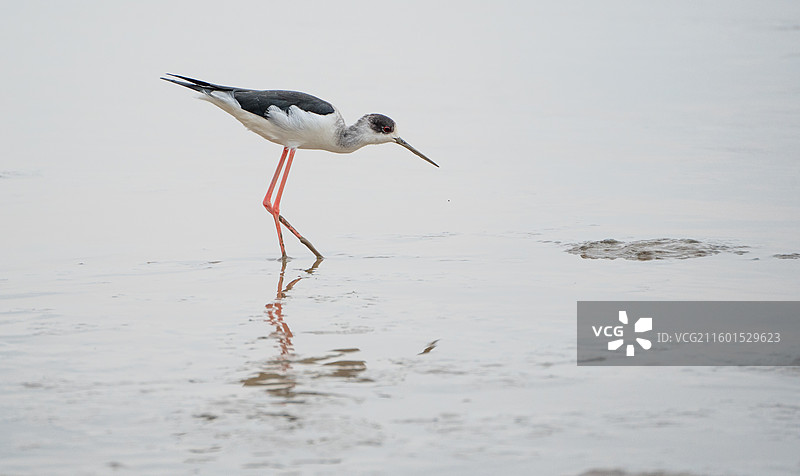 在深圳湾公园海边滩涂中觅食的黑翅长脚鹬图片素材