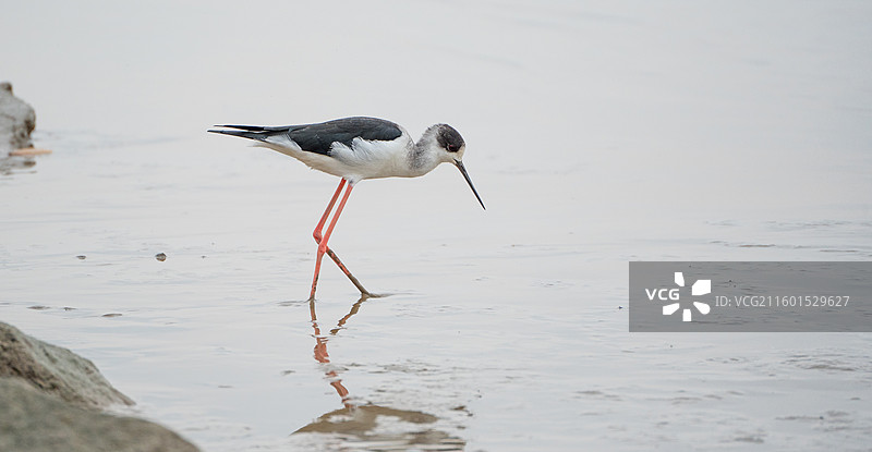 在深圳湾公园海边滩涂中觅食的黑翅长脚鹬图片素材