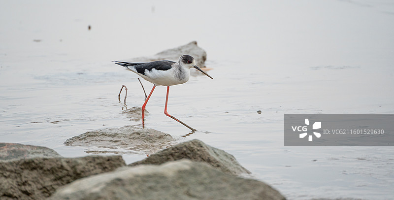 在深圳湾公园海边滩涂中觅食的黑翅长脚鹬图片素材