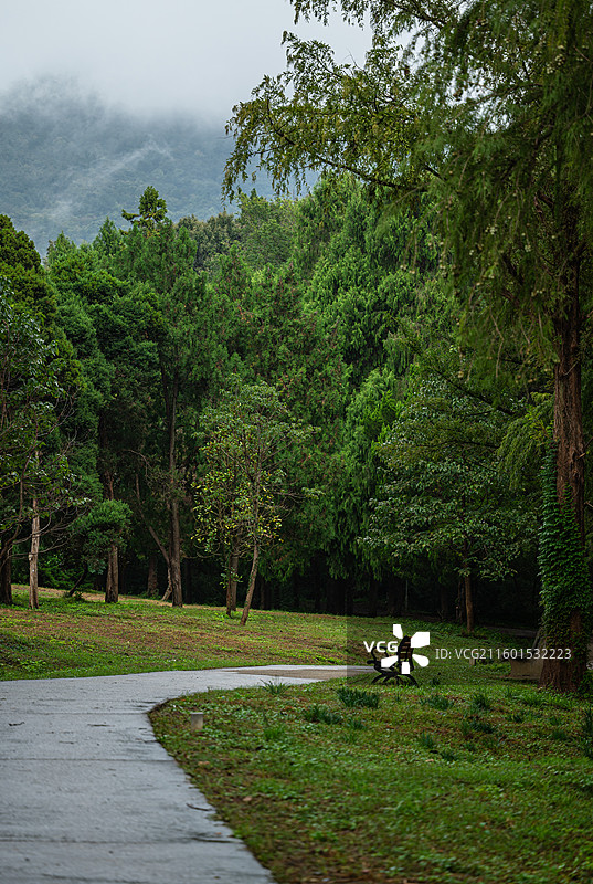 南京中山植物园北园松柏园和杉林图片素材