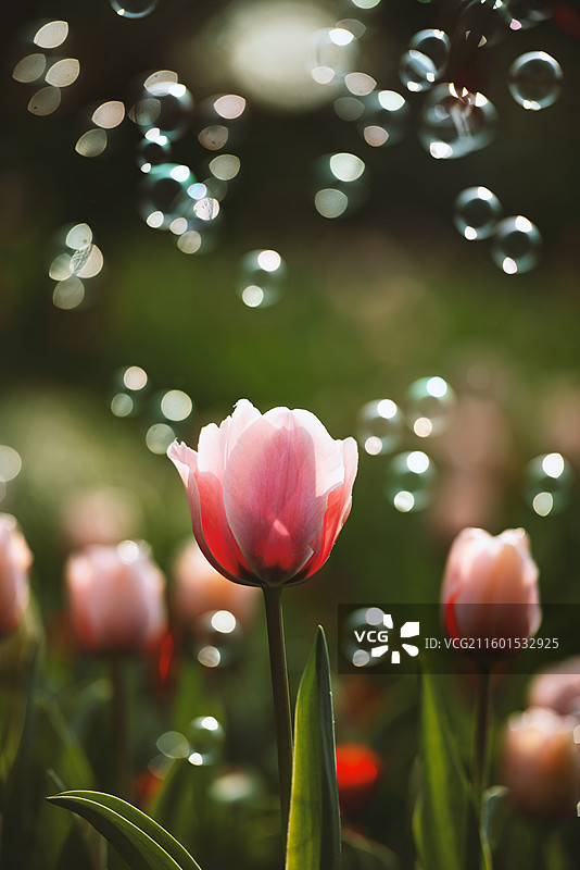 阳光背景下公园里的植物花朵特写郁金香图片素材