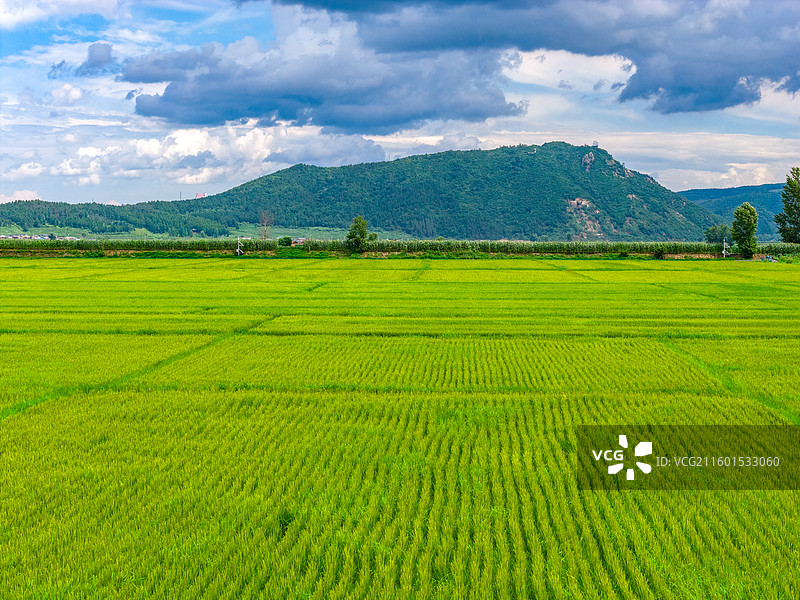 航拍夏天的吉林延吉社会主义新农村光东村的水稻稻田风光图片素材