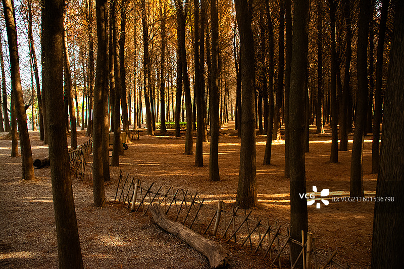 水杉树林里的光影图片素材