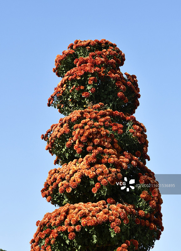 河南开封中国翰园菊花展图片素材