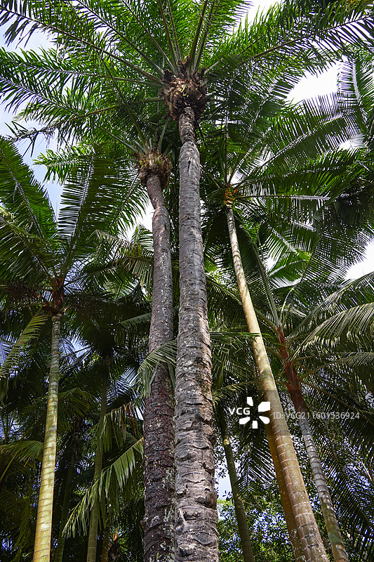 西双版纳中科院热带植物园图片素材