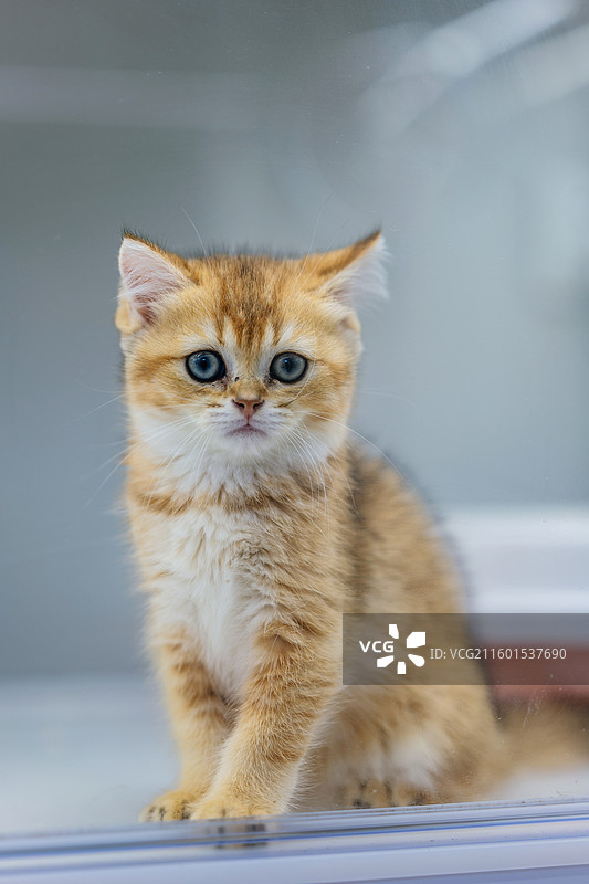 黄色小猫图片素材