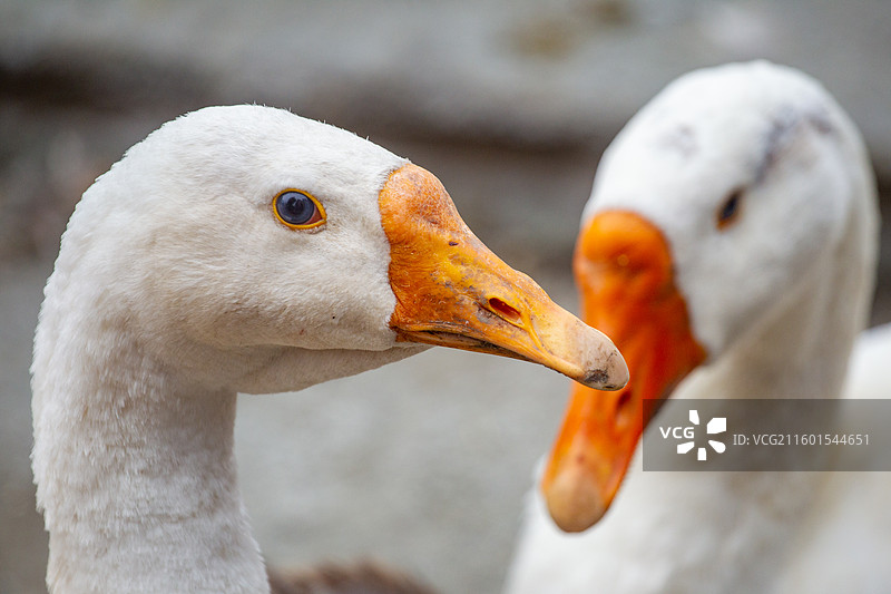 四川省绵阳市户外家养鹅，白鹅，白鸭图片素材