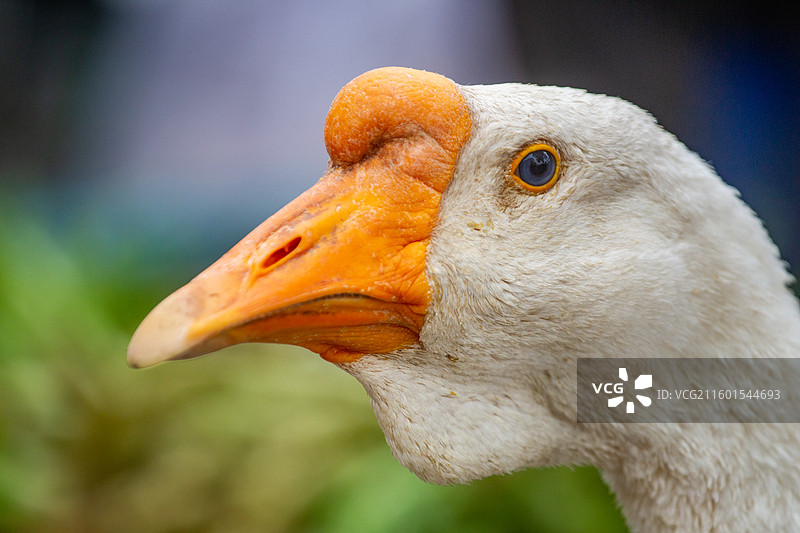 四川省绵阳市户外家养鹅，白鹅，白鸭图片素材