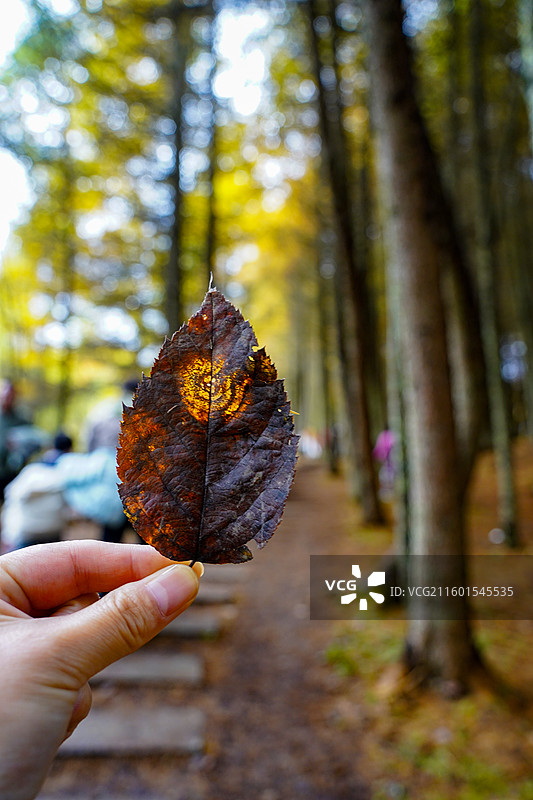 川西甘孜汶川甘海子秋天红叶彩林森林雪山高山云雾图片素材