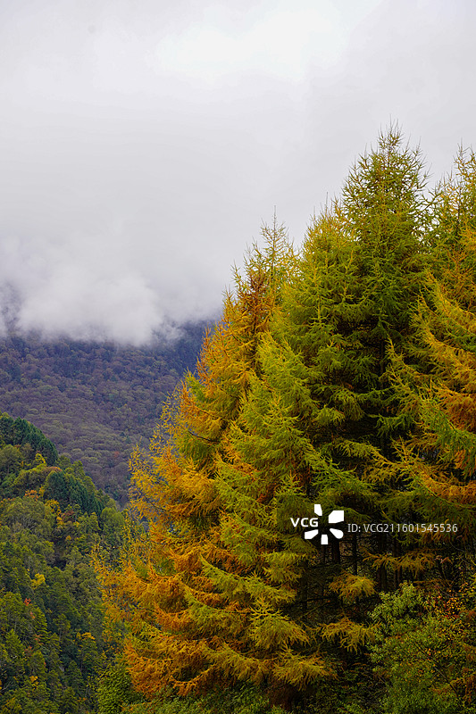 川西甘孜汶川甘海子秋天红叶彩林森林雪山高山云雾图片素材