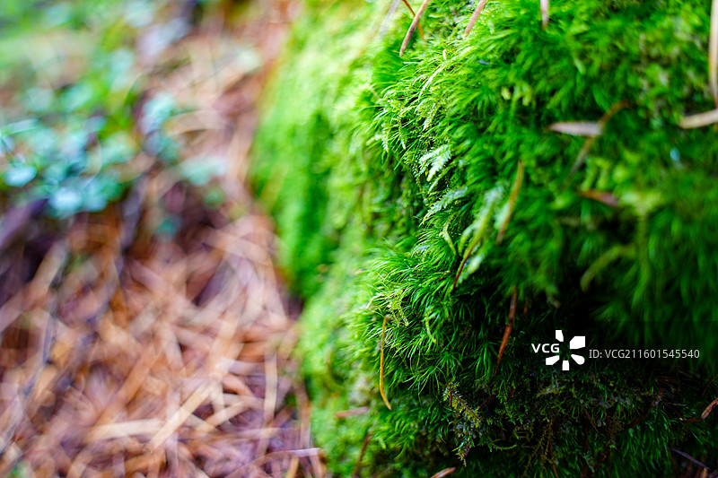 川西甘孜汶川甘海子秋天红叶彩林森林雪山高山云雾图片素材