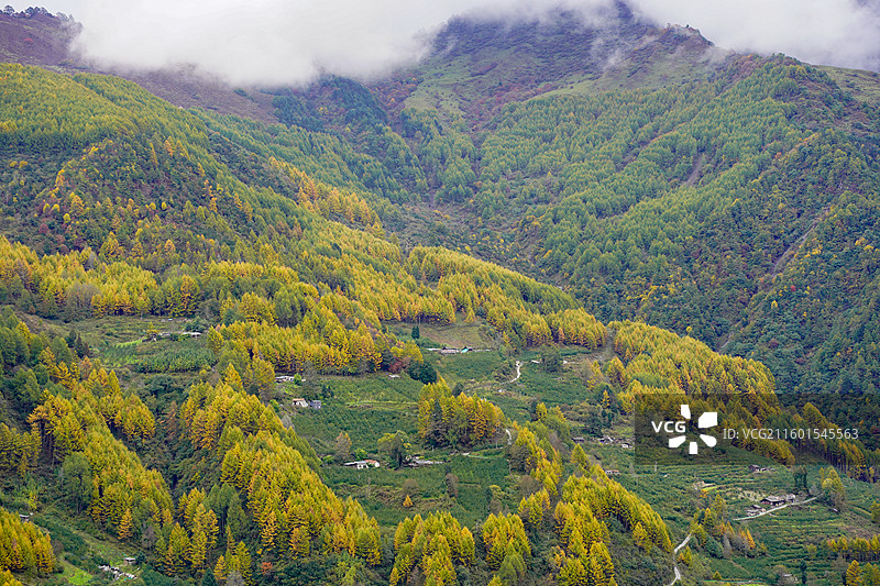 川西甘孜汶川甘海子秋天红叶彩林森林雪山高山云雾图片素材