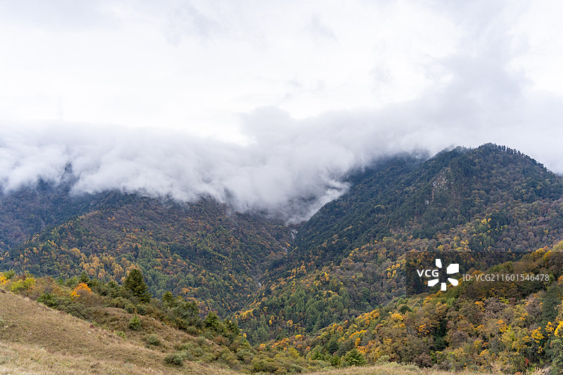川西甘孜汶川甘海子秋天红叶彩林森林雪山高山云雾图片素材