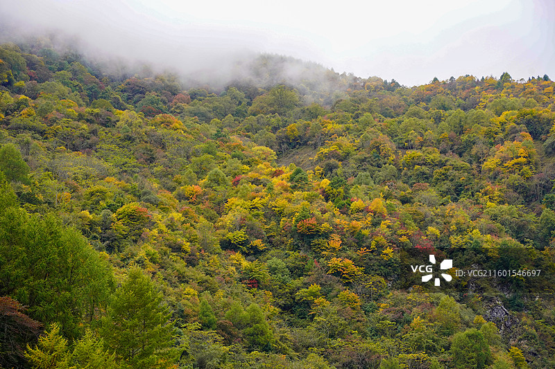 川西甘孜汶川甘海子秋天红叶彩林森林雪山高山云雾图片素材