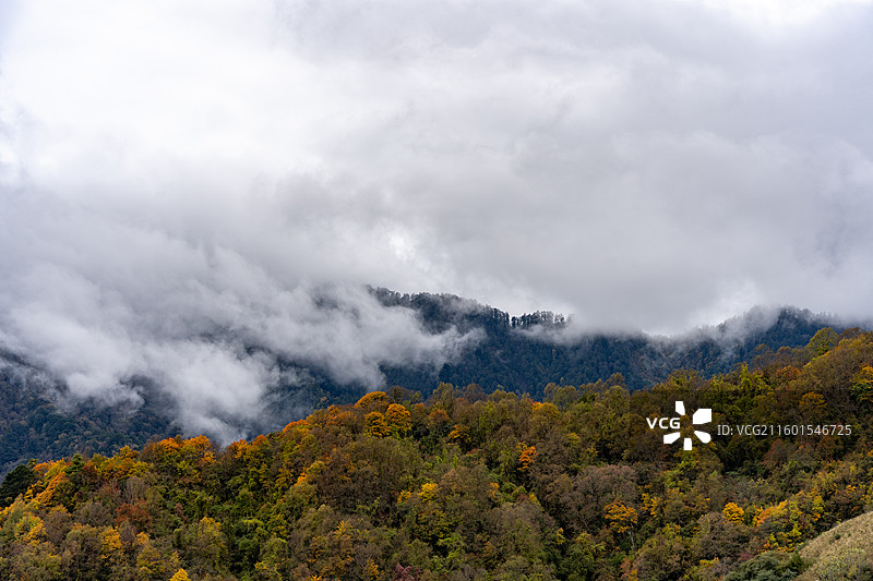 川西甘孜汶川甘海子秋天红叶彩林森林雪山高山云雾图片素材