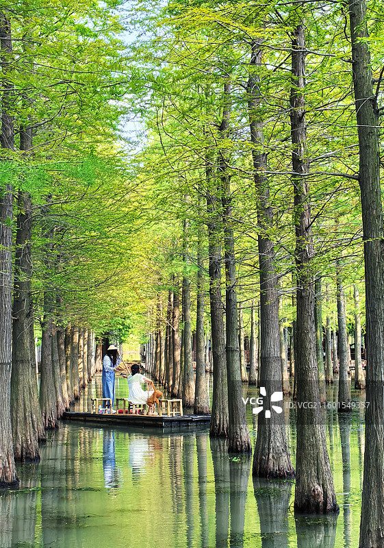 洪泽湖湿地公园，水杉林立成画轴，竹筏载笑入画中。风过叶响，心随景静。图片素材