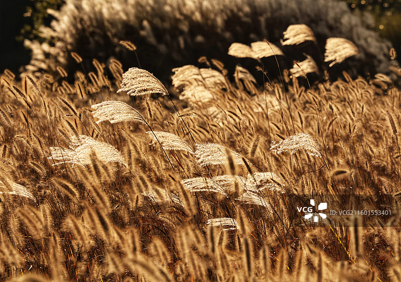 风中摇曳芦苇图片素材