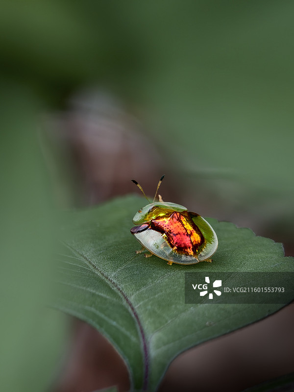 叶片上的黄金龟甲虫图片素材