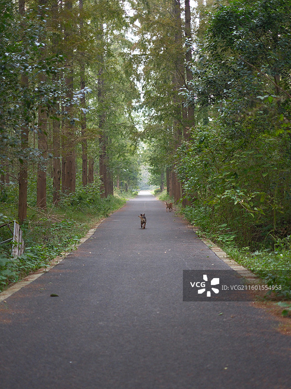 上海崇明东平国家森林公园图片素材