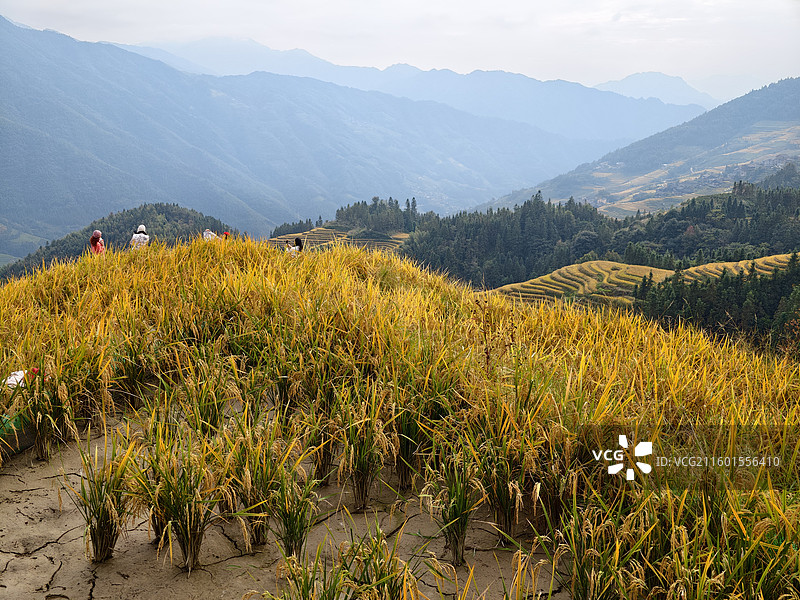 桂林龙胜龙脊梯田图片素材