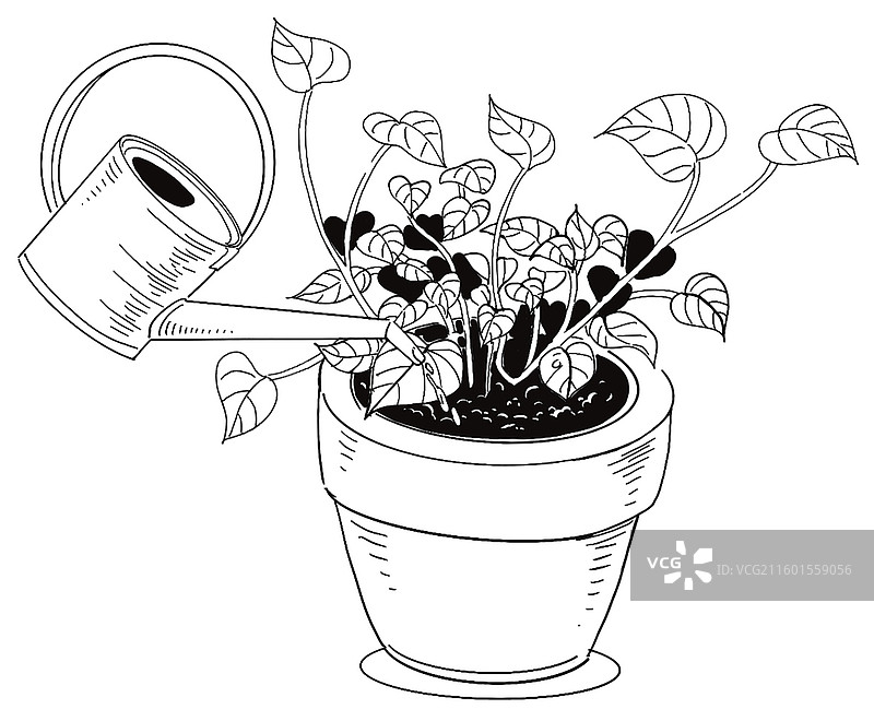 黑白插画线描素描绿植一盆花浇水洒壶养花绿萝绿叶图片素材