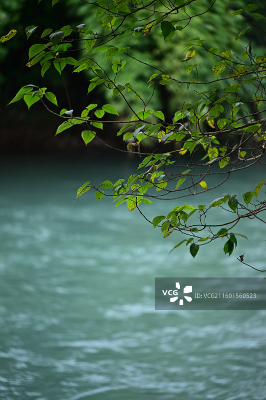 河面上的树叶，构树图片素材