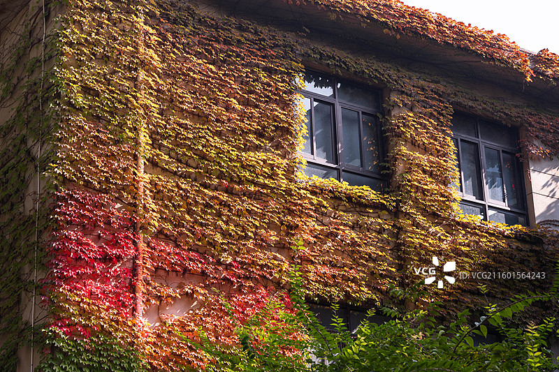 爬满渐变色爬山虎的建筑低角度视图图片素材