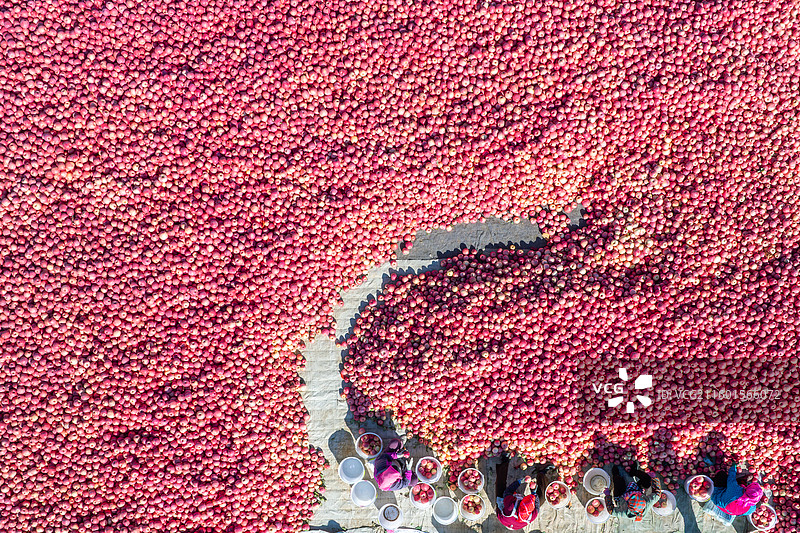 挑选苹果，有人影图片素材