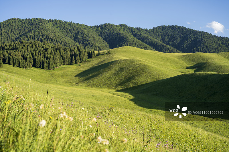 伊昭公路野狼谷花海图片素材