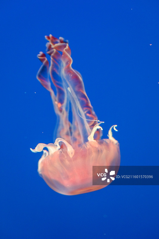 蓝色背景下艳丽的梦幻水母图片素材