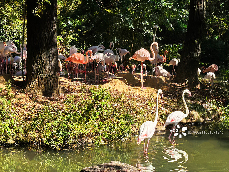 上海野生动物园粉羽火烈鸟栖息湿地，绿树环绕，生机满溢。图片素材