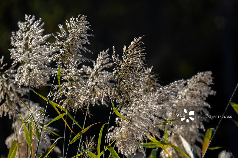 逆光的芦苇特写自然景观画面图片素材