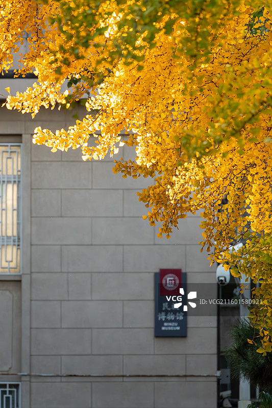 中央民族大学校园秋景图片素材