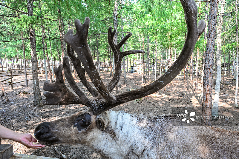 江苏省盐城市大丰区中华麋鹿园景区内景图片素材
