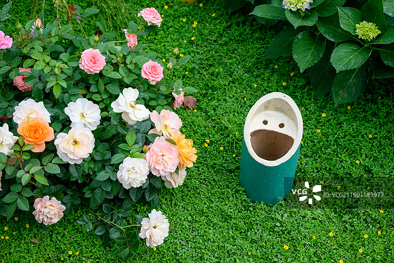 当月季花遇见笑脸时图片素材