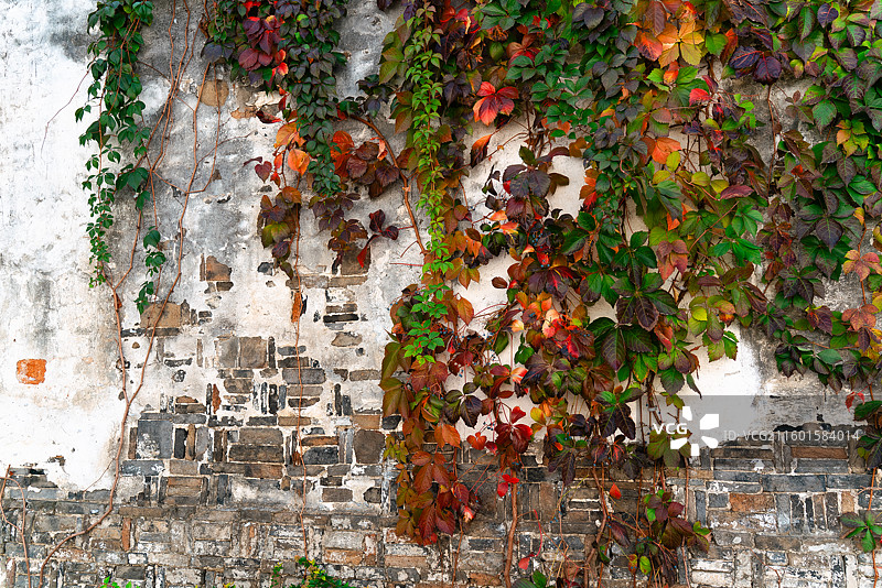 惠山古镇墙上蔓藤秋色图片素材