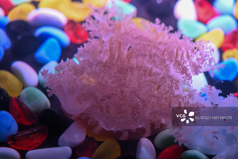 彩色石头上的倒立水母图片素材