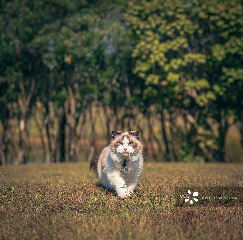 户外宠物猫运动瞬间，草地背景的活力画面图片素材