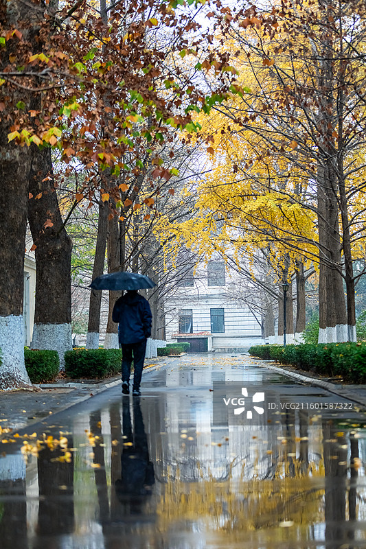 深秋的北京校园风景，深秋下雪后的银杏黄叶图片素材