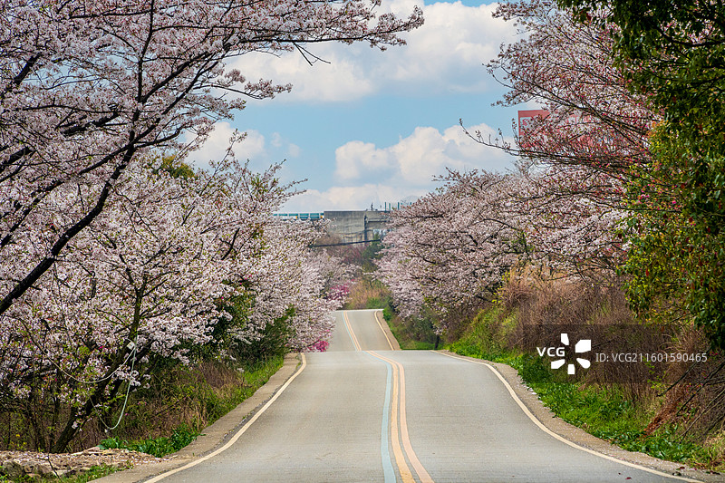 贵州春天小路两边盛开的樱花图片素材