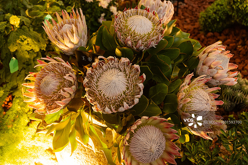 2025年杭州植物园菊花展布景精良图片素材