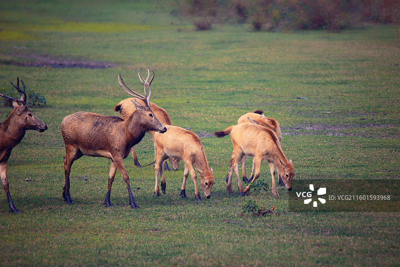 麋鹿（溱湖国家湿地公园）图片素材