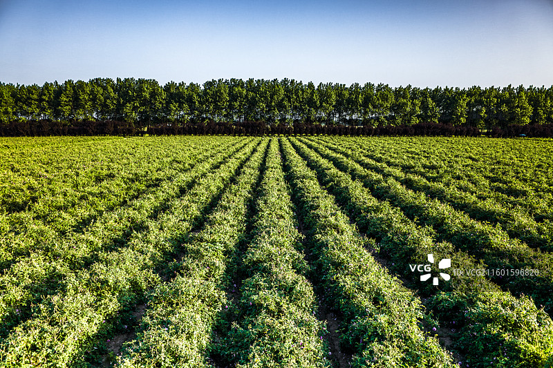 借助DJI Inspire 3无人机航拍视角展现江苏省农垦盐城新曹农场大马士革玫瑰种植基地图片素材