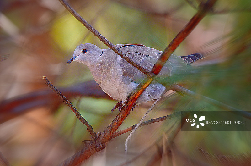 灰斑鸠图片素材